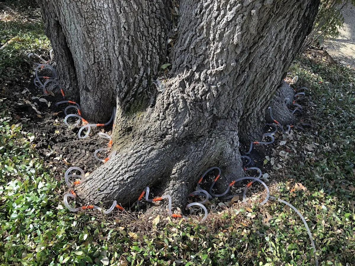 Detailed Tree Cabling and Bracing job site in Thermopolis