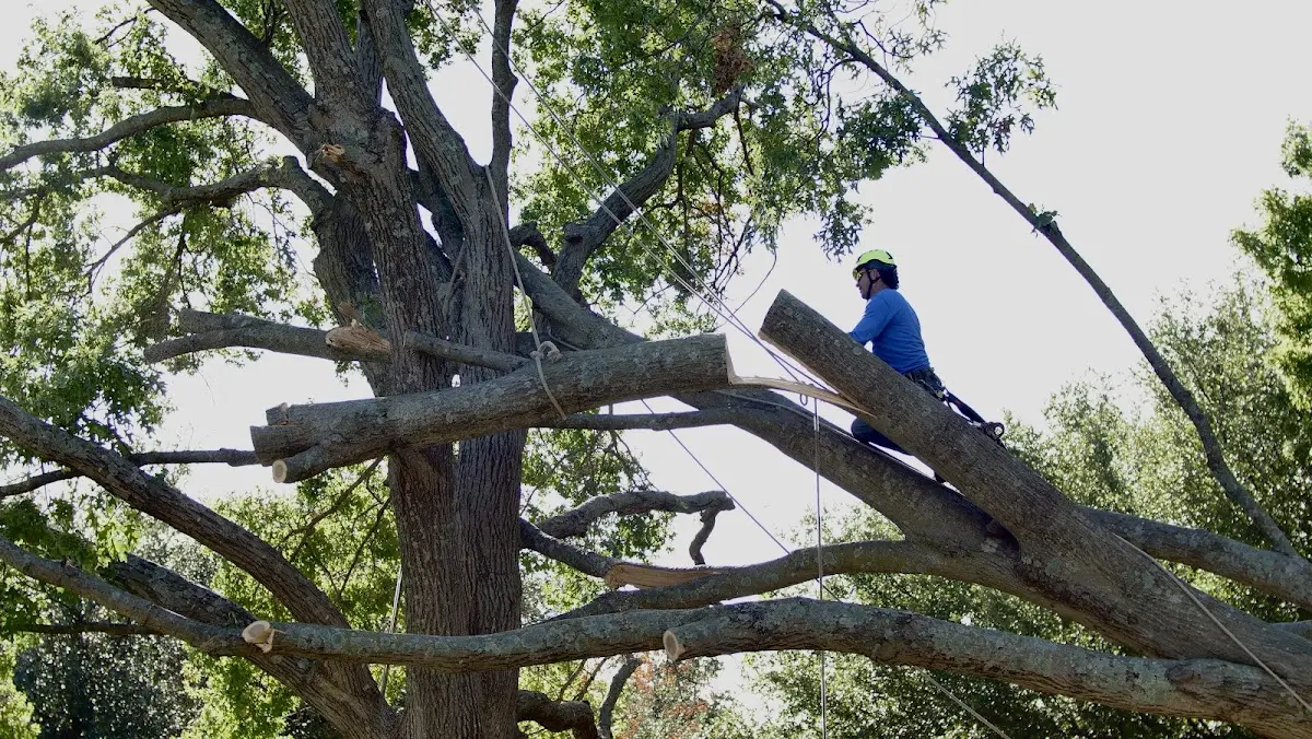 Professional Crown Thinning performed by certified arborists in Thermopolis