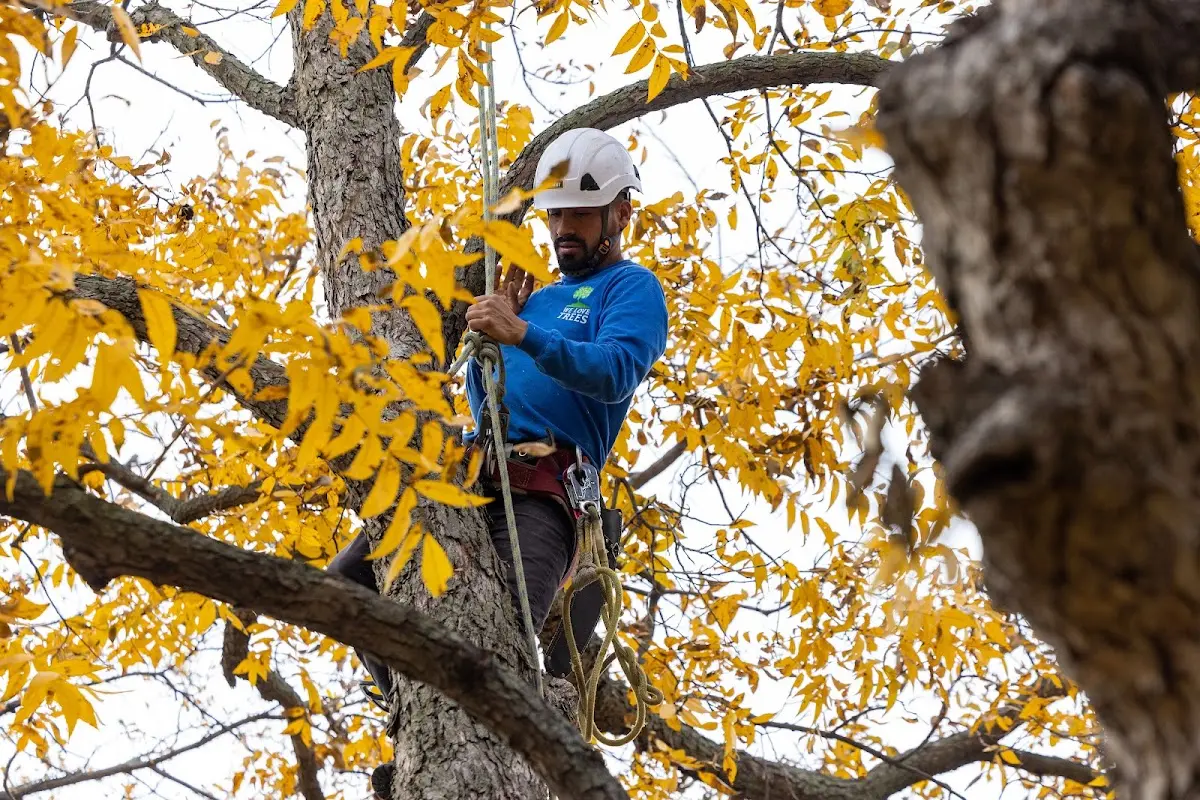 Skilled Tree Planting crew working in Thermopolis